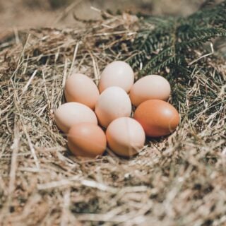Eggs
